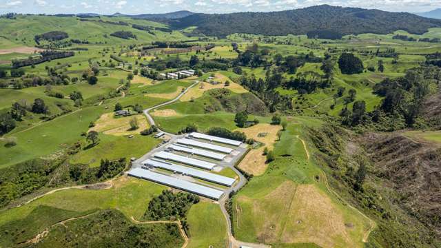A rare Waikato poultry gem