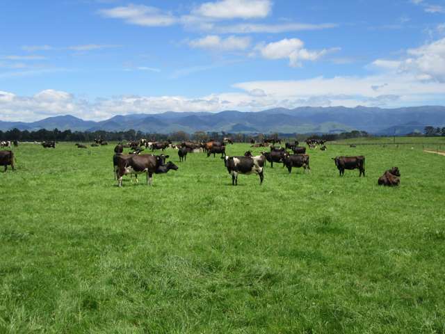 Stunning 135 ha Dairy Farm in Central Hawke’s Bay